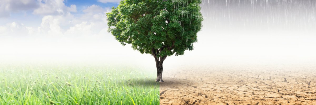 Baum in Klimawandel